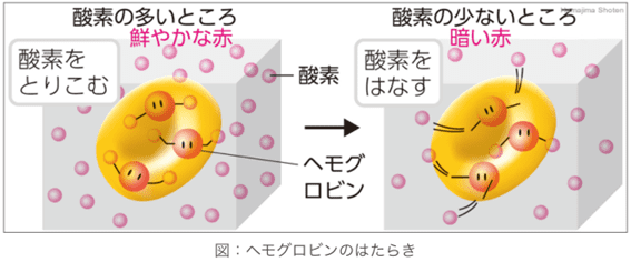 ヘモグロビンのはたらき