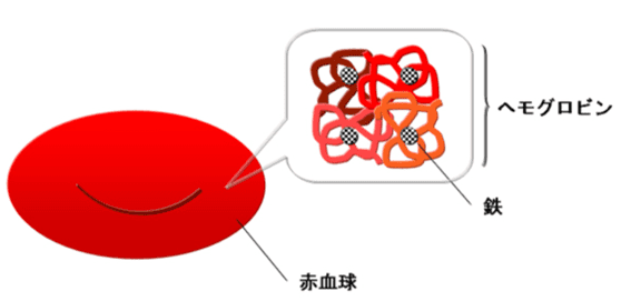 赤血球組織図